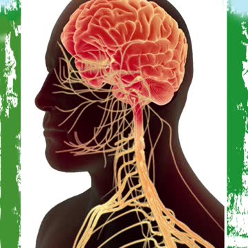 Dashmularisht - A Perfect Blend of 10 Herbs with Many Health Benefits