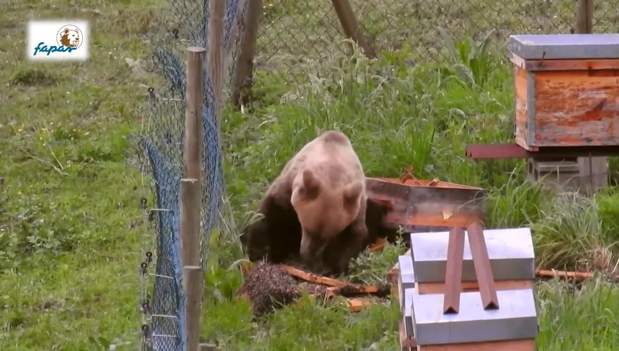 bear in hive