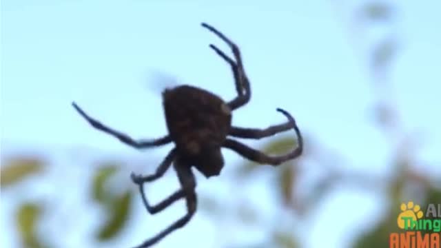 Learn About The Spider, Educational Video For Kids