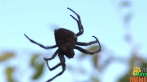 Learn About The Spider, Educational Video For Kids