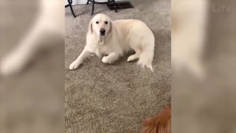36 Cute Dogs And Cats That Will Make You Laugh 😂 Funny Animals Compilation #3