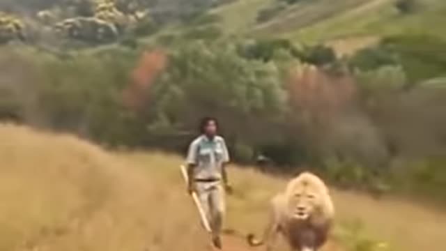 Lion scared by man