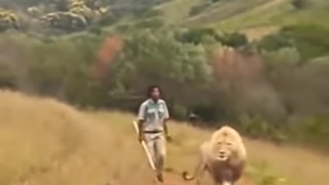 Lion scared by man