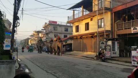 Captive elephants of Sauraha.