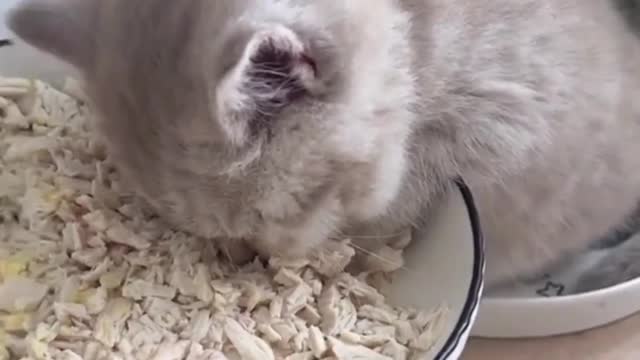 Top Viral Cats Clips🐶|| Best