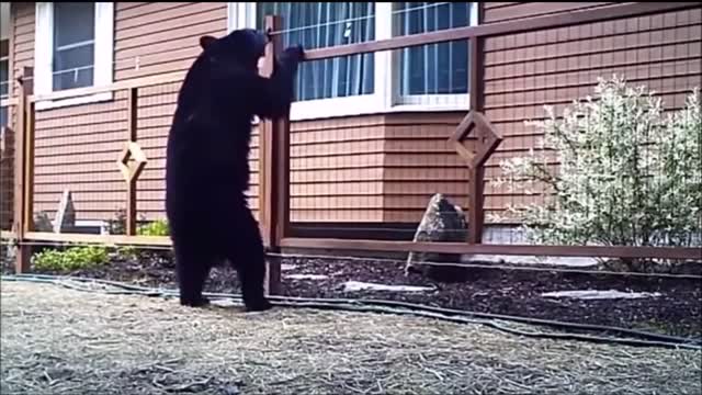 Funny Animals Compilation 2021