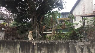 Excited Doggy Plays Peekaboo With Passer By