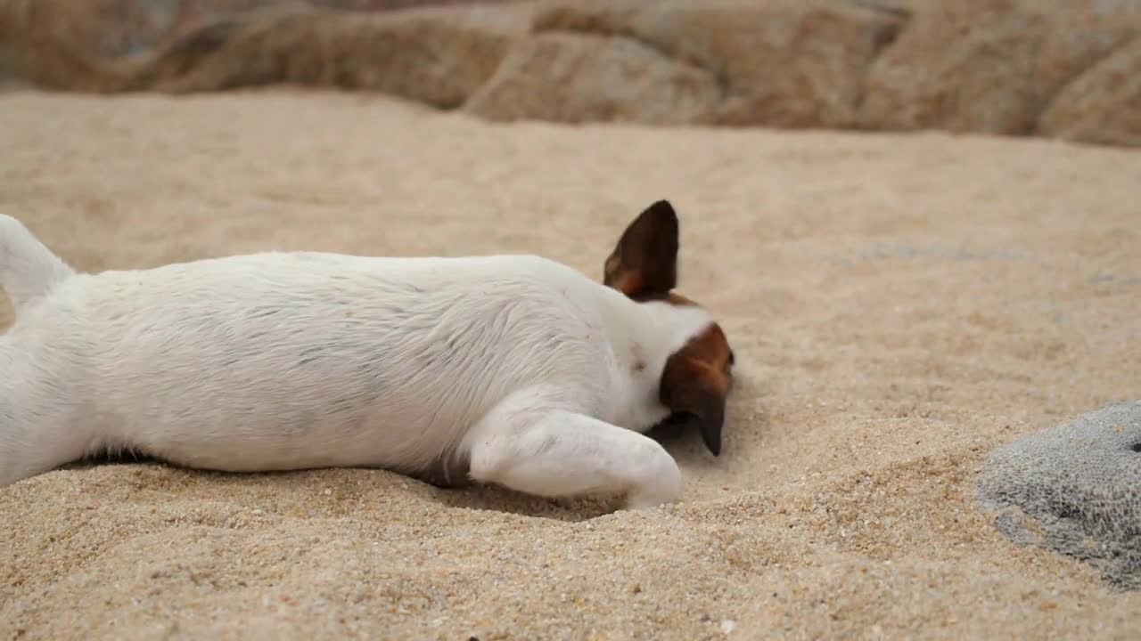 Cute Puppy Dog at Sandy Beach