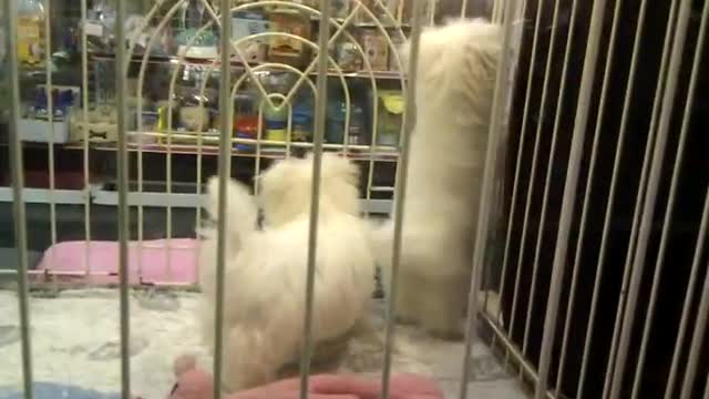 Jumping puppy
