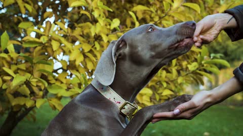 A dog that shakes hands