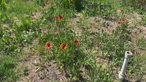 butterfly on red flower