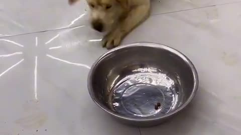 Cute and Funny Dog Videos