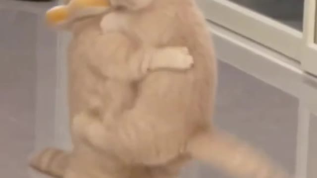 When your cat is not obedient!