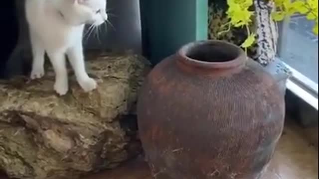 Funny cats try not to laugh / cats getting scared / Cats doing funny things