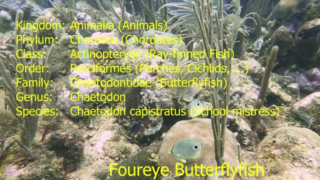 Foureye Butterflyfish