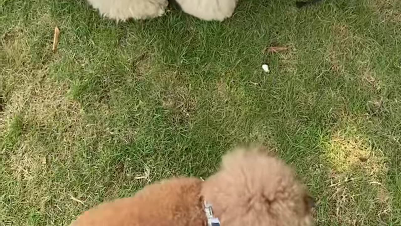 I think these might have been the happiest wiggles I’ve ever