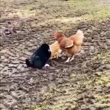 Kucing Di Keroyak Sama Ayam