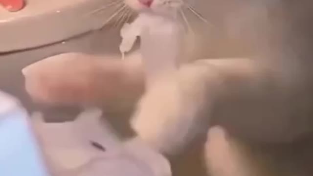 Funny cat 2022 new video