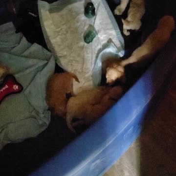 Mia's pups day 23 midnight jailbreak