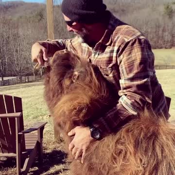 This Scottish cow is the cutest thing you'll see today