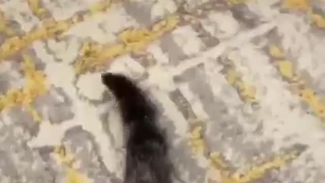 Damn hyper kitty