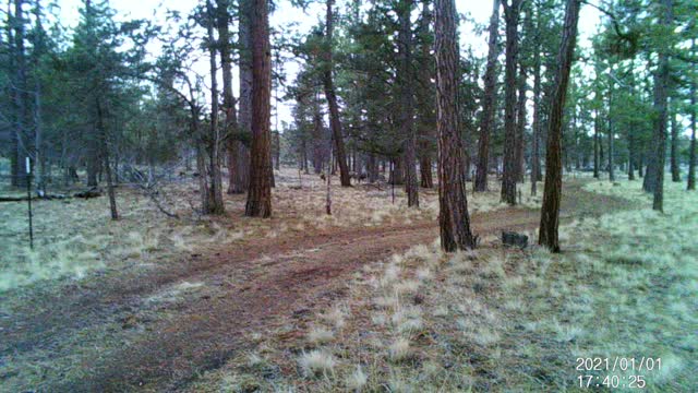 Some deer in central Oregon 7