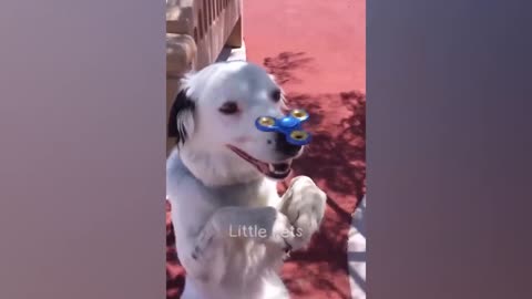 FUNNIEST ANIMALS 2024 😂🤣 best cats and dogs videos s