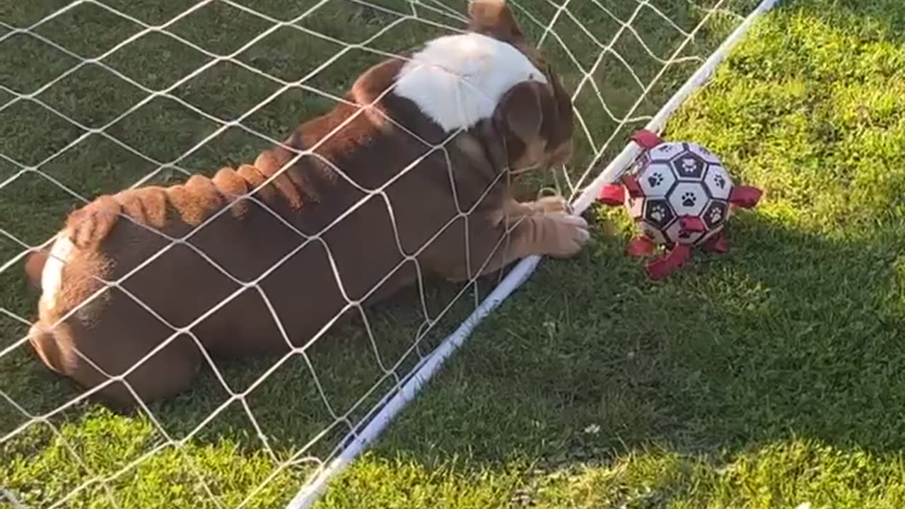 Gary the Bulldog is not the Smartest Goalkeeper