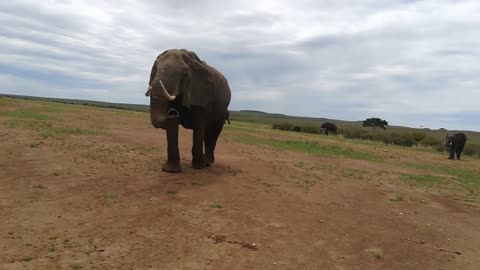 Enjoy watching a group of cute elephants