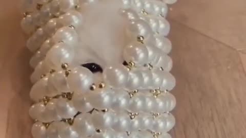 Funny cats Reaction