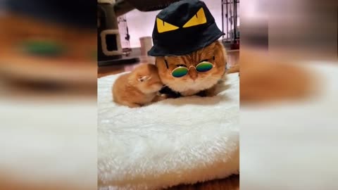 Gangsta´s cat