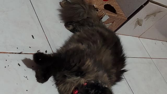 Catnip overload...,😂😂😂