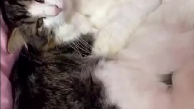 Playful adopted kitten is a constant energy burst - Silly kitten is scared of everything