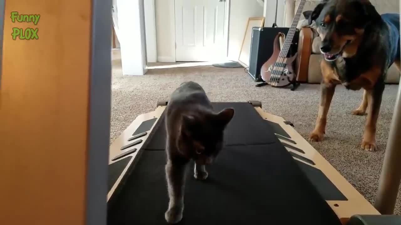 Funny Cats Playing on Treadmill Very CUTE