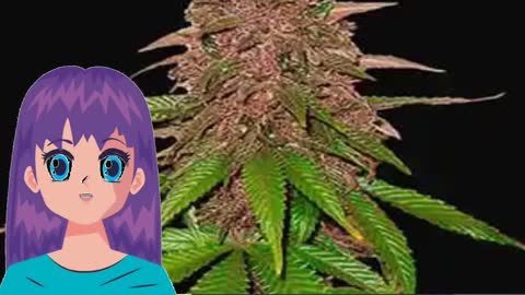 C4 Auto – Fast Buds Seeds
