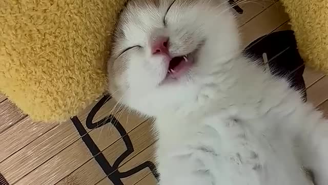 There is a person who makes sounds like cats and the cat imitates him