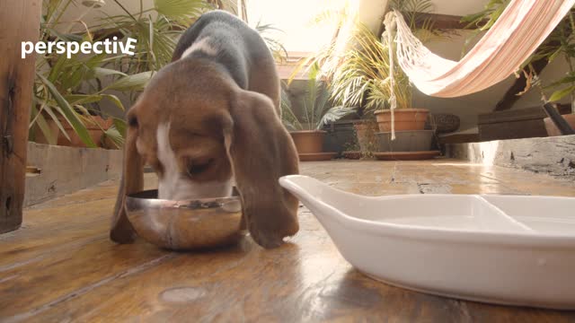 My dog ​​hungrily eating