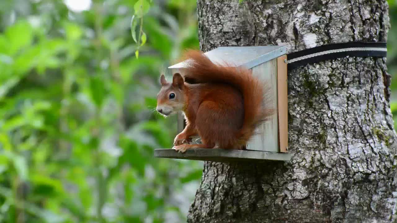 cute and funny squirrel eating nuts