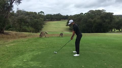 Collab copyright protection - kangaroo golf part 3