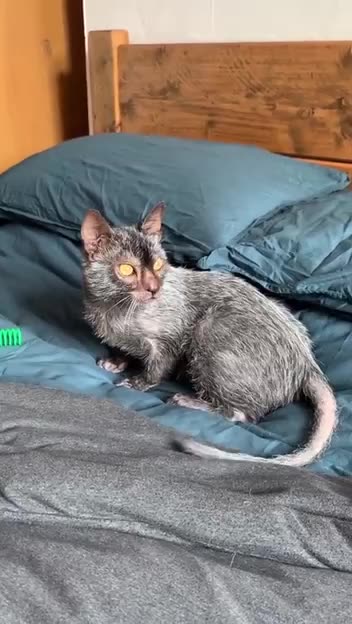 Is that a cat or a rat?