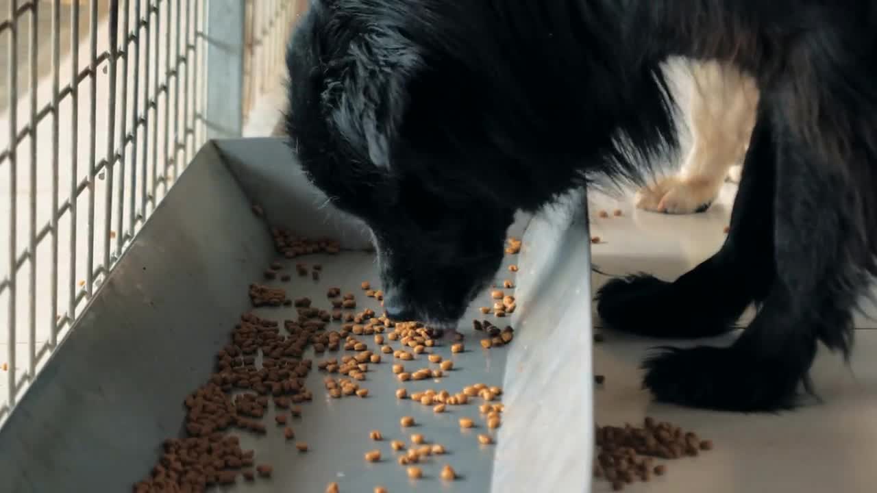 hungry dog eating dry food from trough in shelter