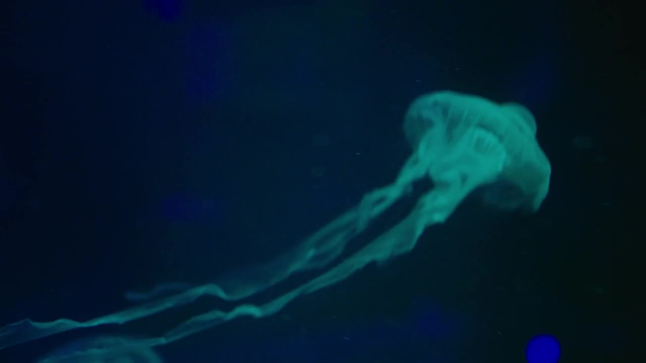 Authentic shot of a jellyfish free swimming in crystal clear water aquarium