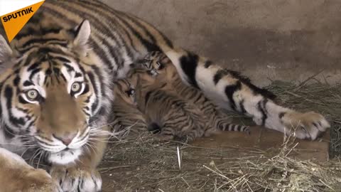 Watch the birth of three young Amur tiger