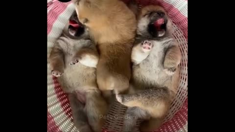 funny cute pets animals video