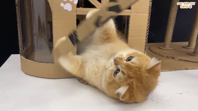 Make a unique pet house from cardboard and plastic bottles