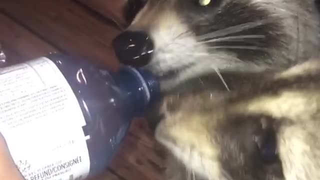 Collab copyright protection - two raccoons drinking water