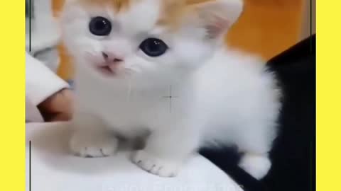 funny kittens today