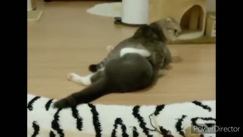 My funnycats