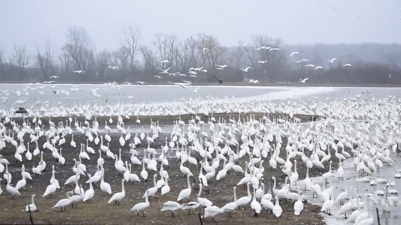 Huge flock of Tundra swans taking off