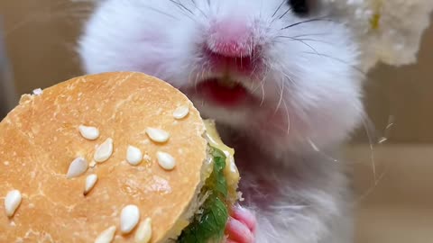 10. Eat a Big Mac 🍔 #golden bear #hamster #rat #mice #munchies